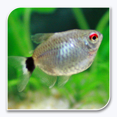 Balloon Red Eye Tetra - Online Freshwater Tetras For Sale 