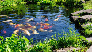 Family-Owned and Operated Wholesale Pond Fish Supplier: Tri-County Tropicals