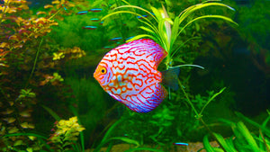 vibrant discus fish