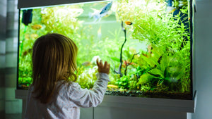 little girl looking at fish tank