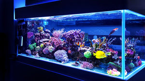 setup fish tank