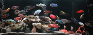 Cichlids (African)