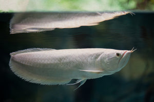 Arowana