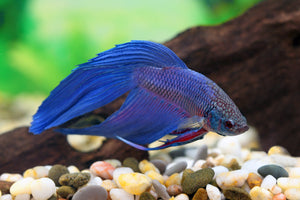 Bettas