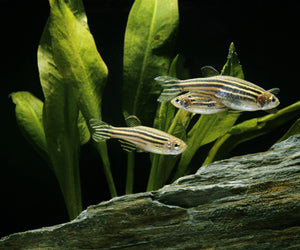 Danios