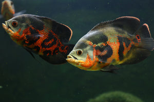 Cichlids (South/Central American)