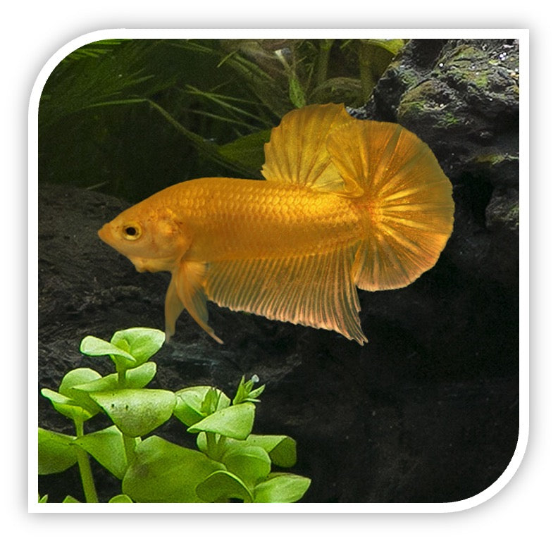 Golden fighter fish best sale