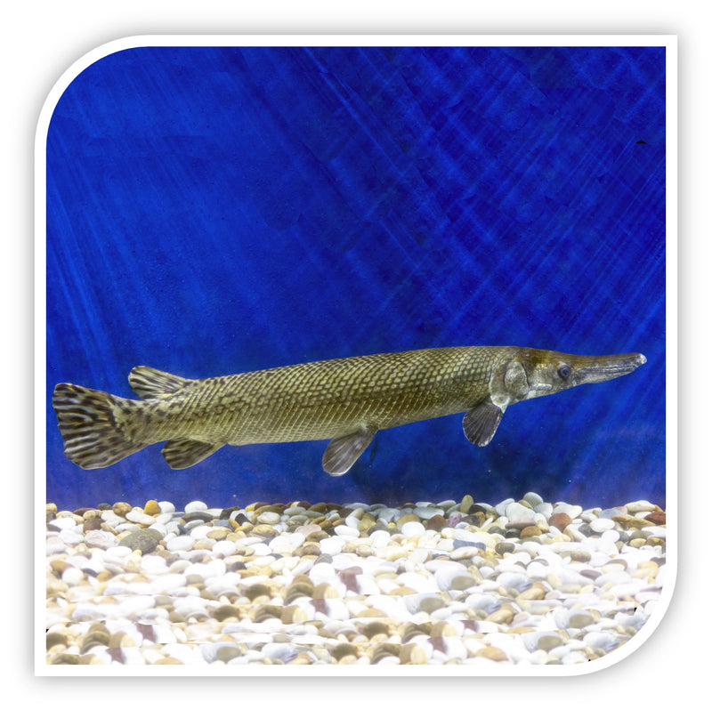 Alligator Gar Garfish For Sale Online Wholesale Tri County Tropicals