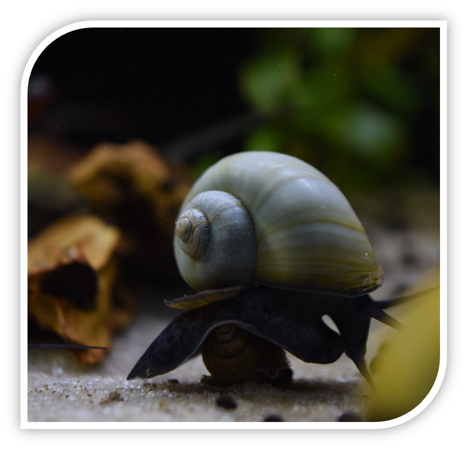 Black Mystery Snail