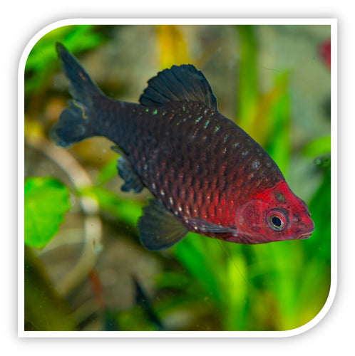 Black Ruby Barb