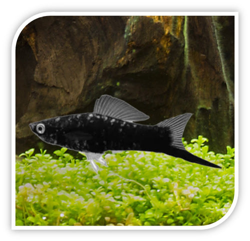 Swordtail | Black Swordtail