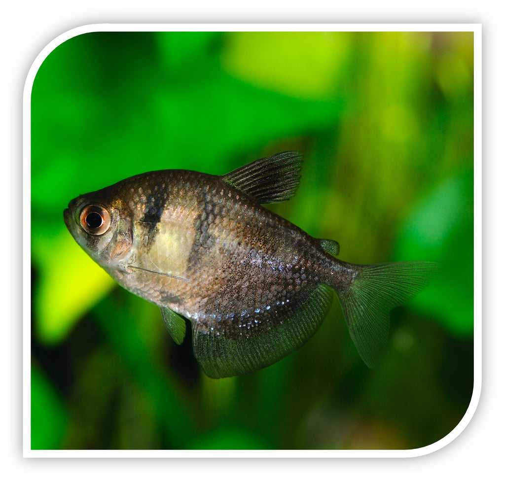 Black Tetra - Freshwater Aquarium Fish | Wholesale – Tri-County Tropicals