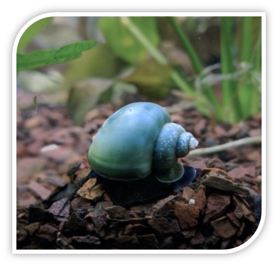 Blue Mystery Snail