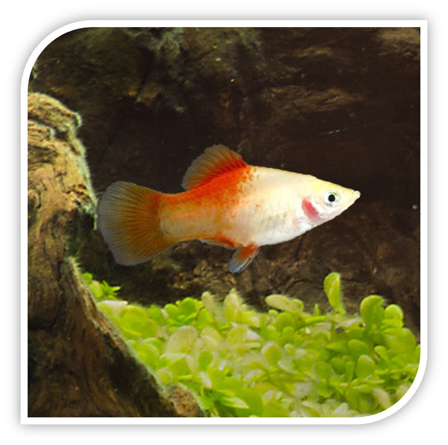 Candy Cane Platy