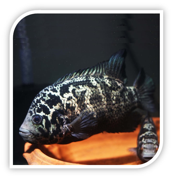 Cuban Cichlid