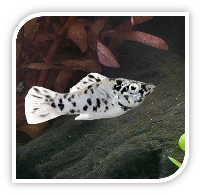 Dalmation Molly