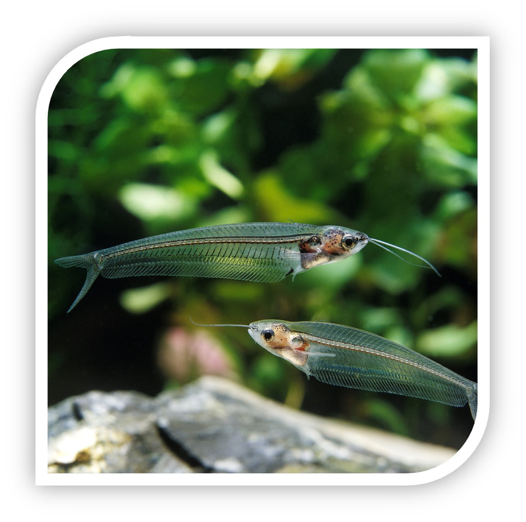 Catfish | Glass Catfish - Wholesale – Tri-County Tropicals