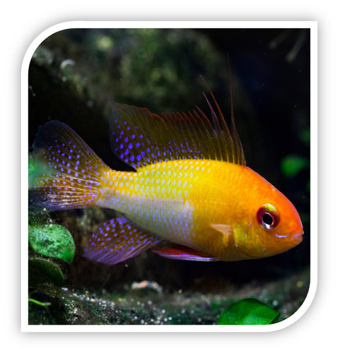 Gold Ram Cichlid