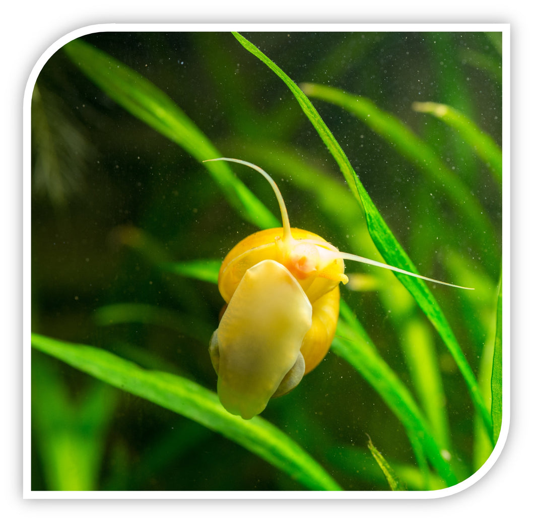 Golden Mystery Snail