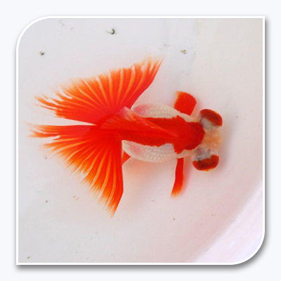 Red and White Oranda