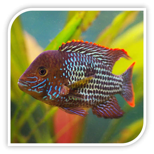 South American Cichlid | Green Terror Cichlid