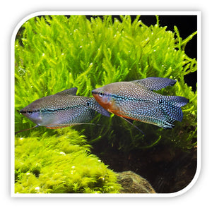 Gourami | Leeri Gourami