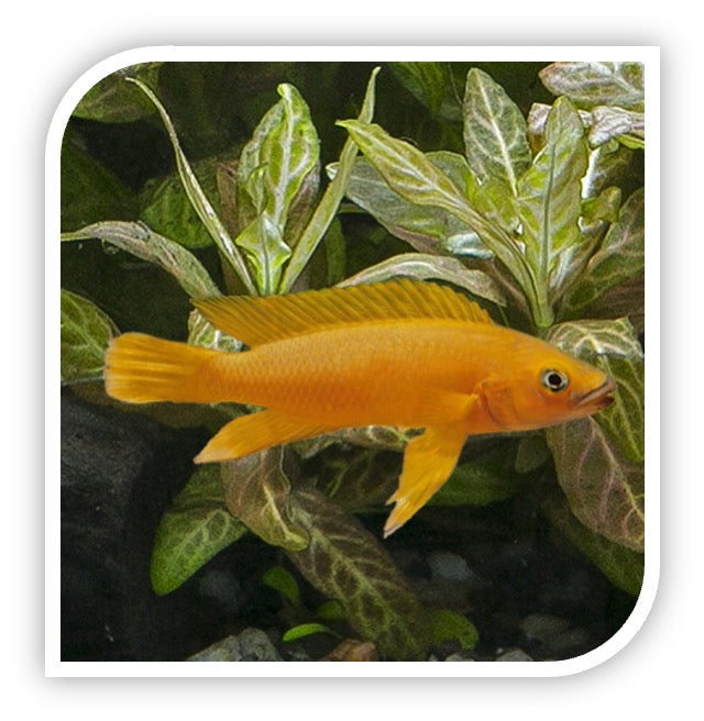 Lemon Cichlid