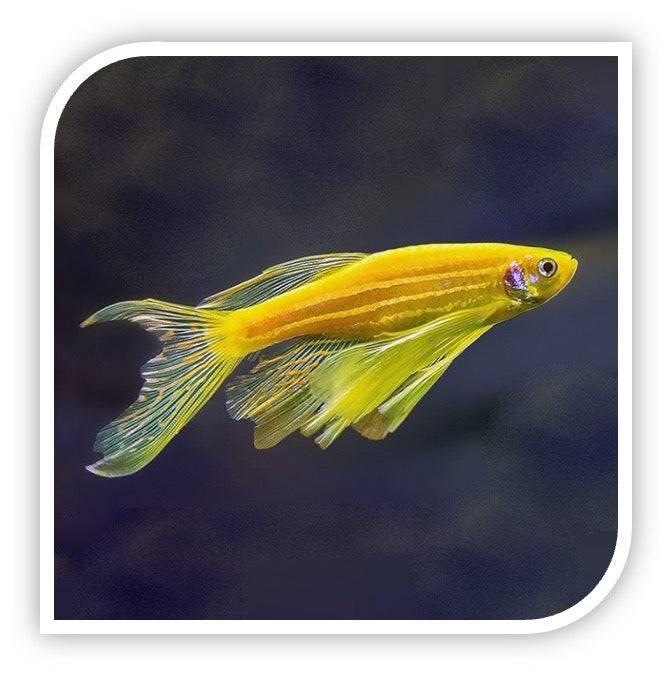 Longfin Gold Zebra Danio