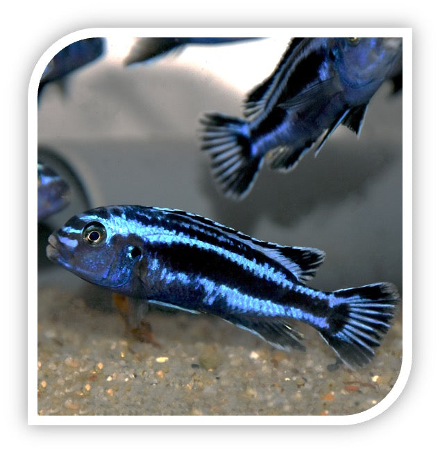 Maingano Cichlid