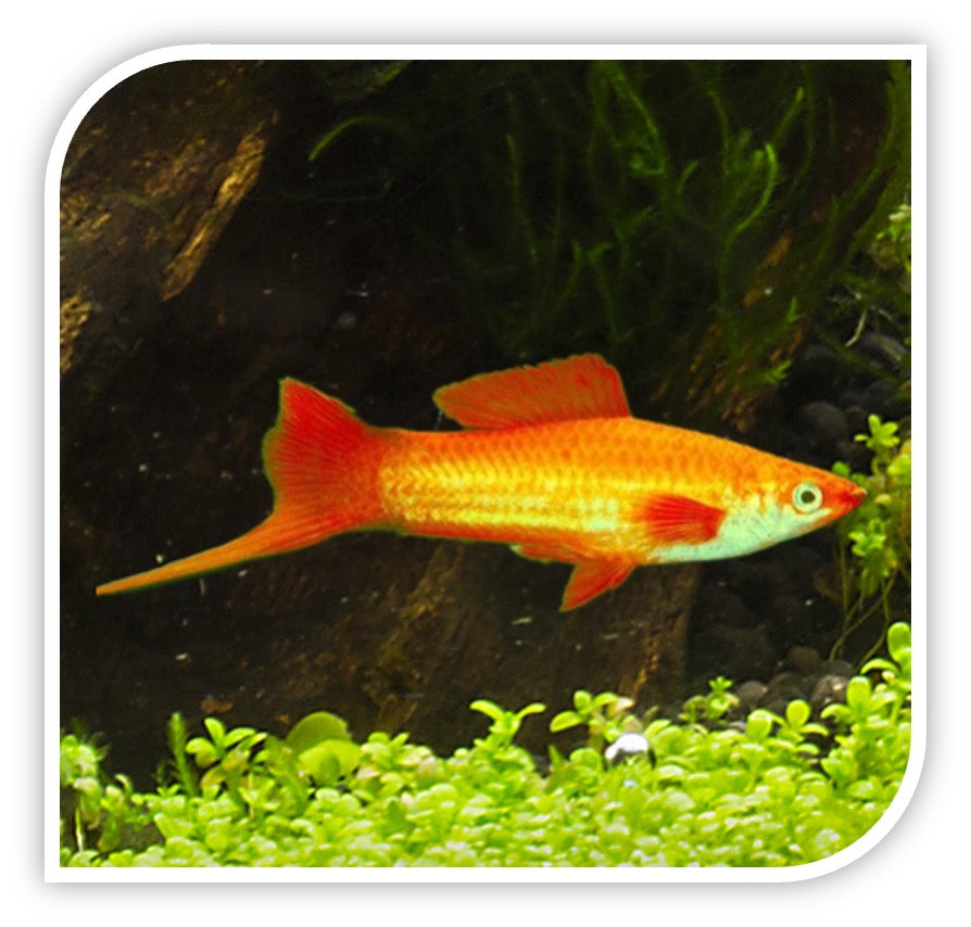 Marigold Swordtail