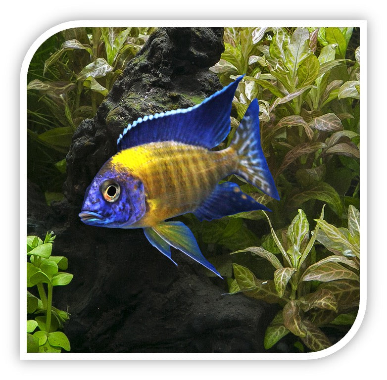 Neon Blue Peacock Cichlid