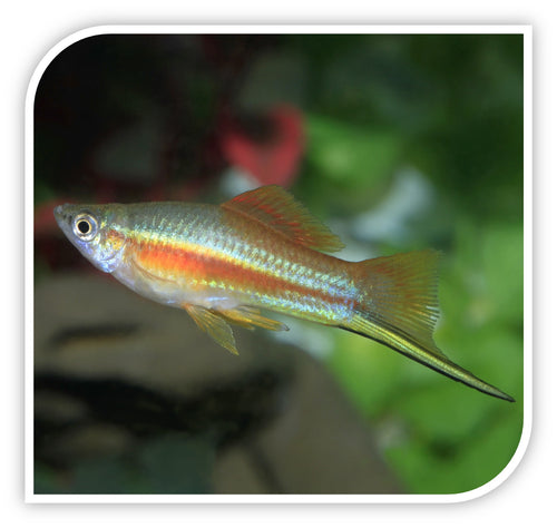 Neon Swordtail