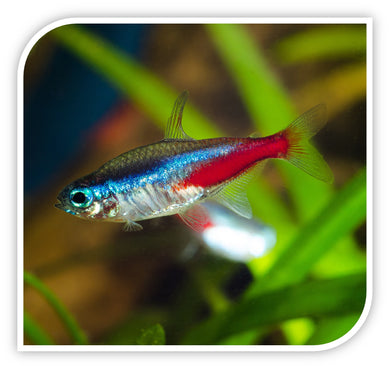 Neon Tetra