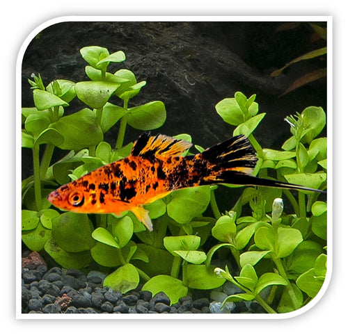 Painted Swordtail