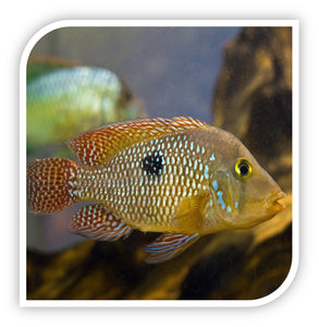 Pearl Cichlid