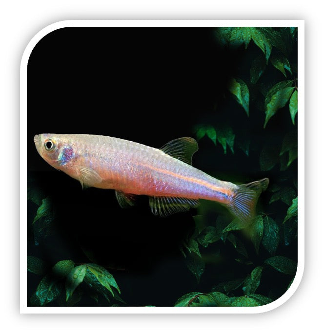 Pearl Danio