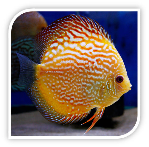 Pigeon Blood Discus