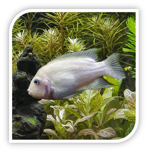 Pink Convict Cichlid