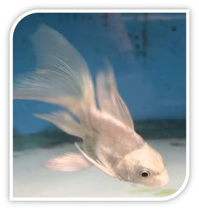 Koi | Short Body Butterfly Koi (Platinum)