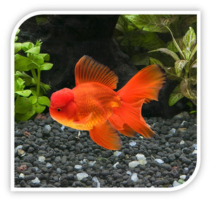 Red Oranda Goldfish