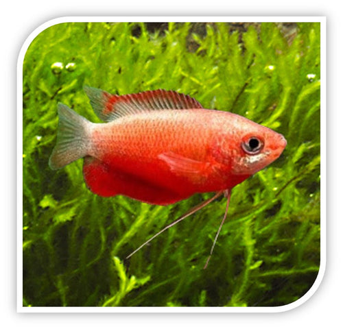 Gourami | Red Honey Dwarf Gourami