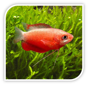 Gourami | Red Honey Dwarf Gourami