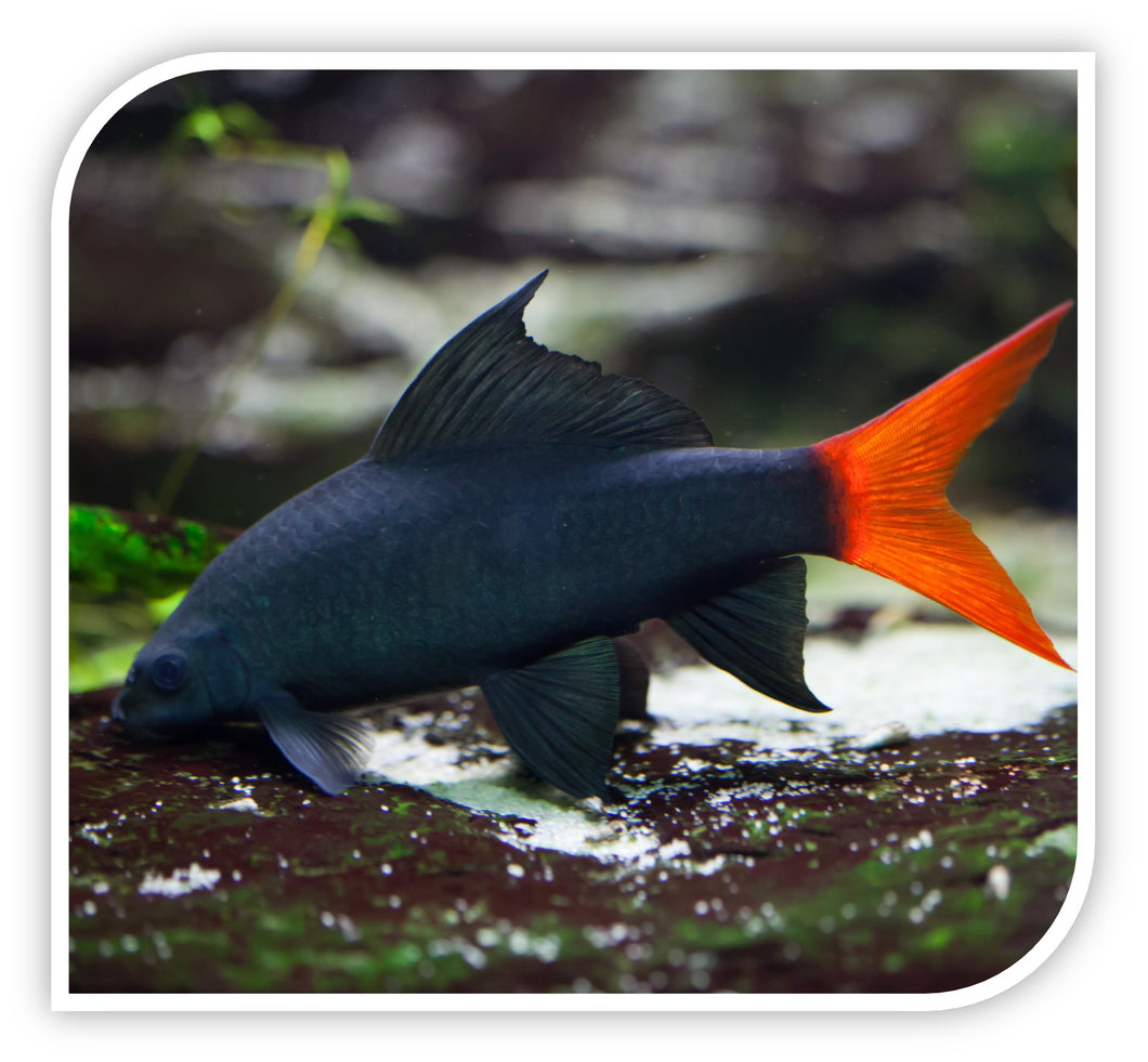 Redtail Black Shark