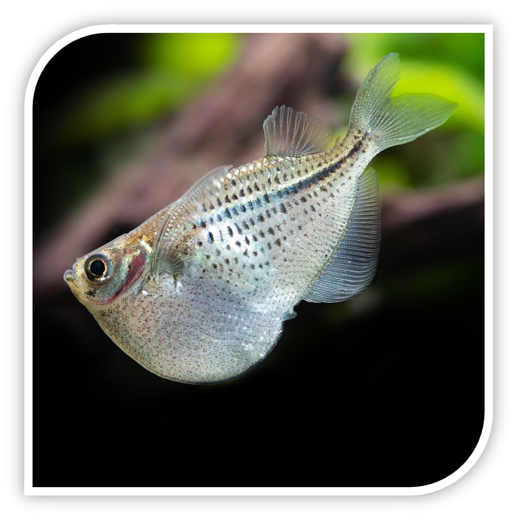 Silver Hatchetfish