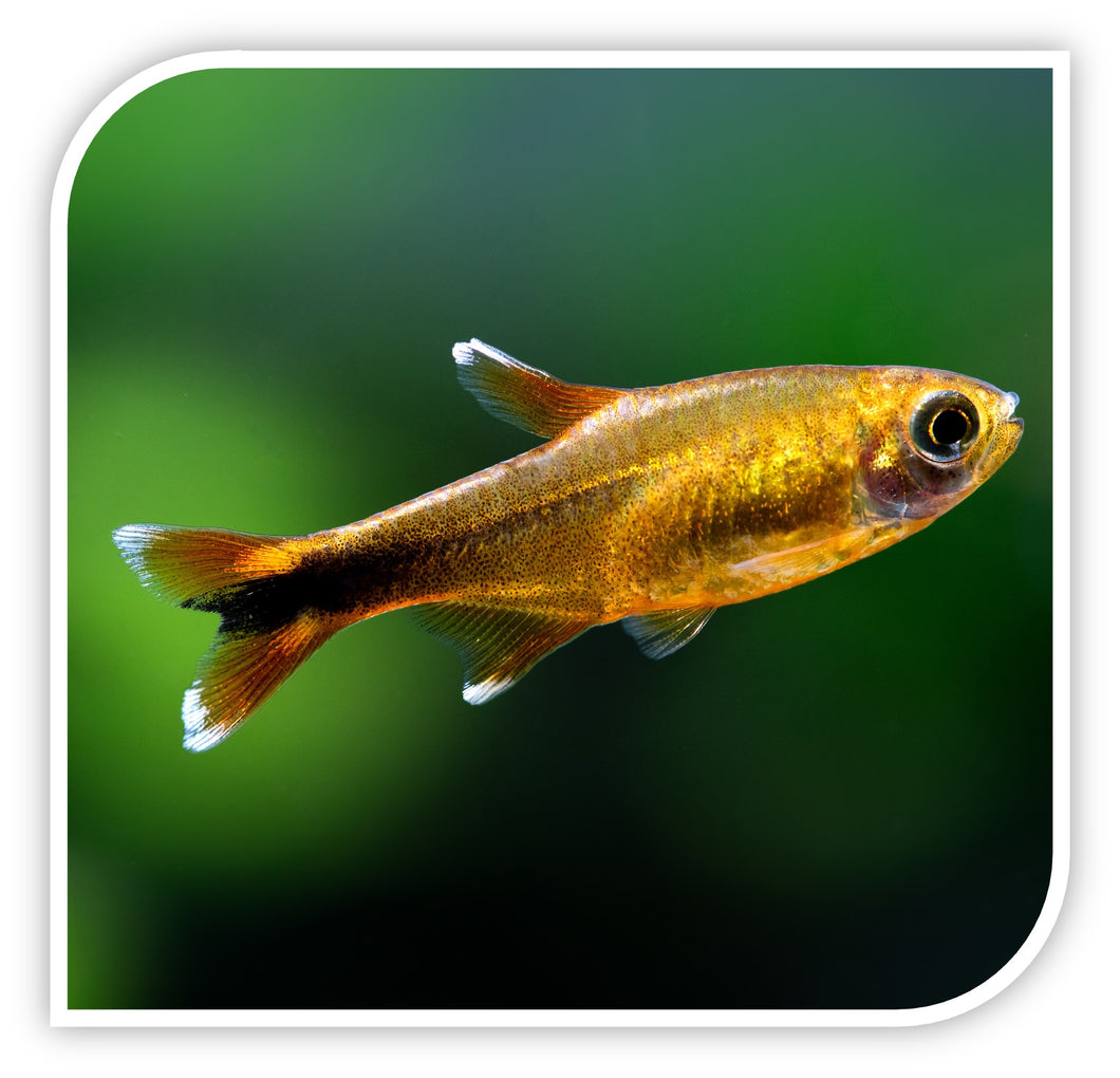 Silver Tip Tetra