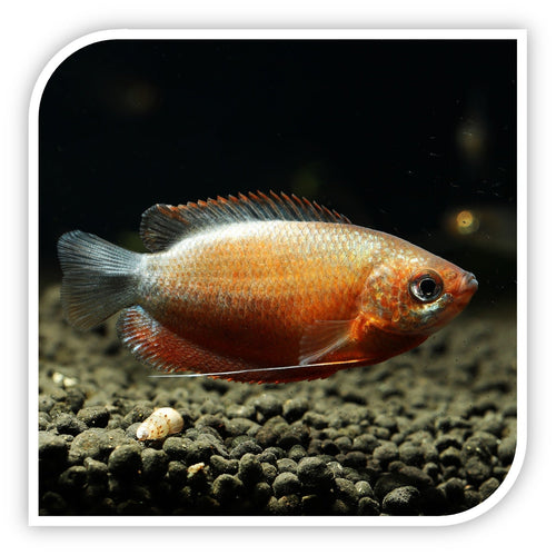 Gourami | Sunset Thick Lip Gourami