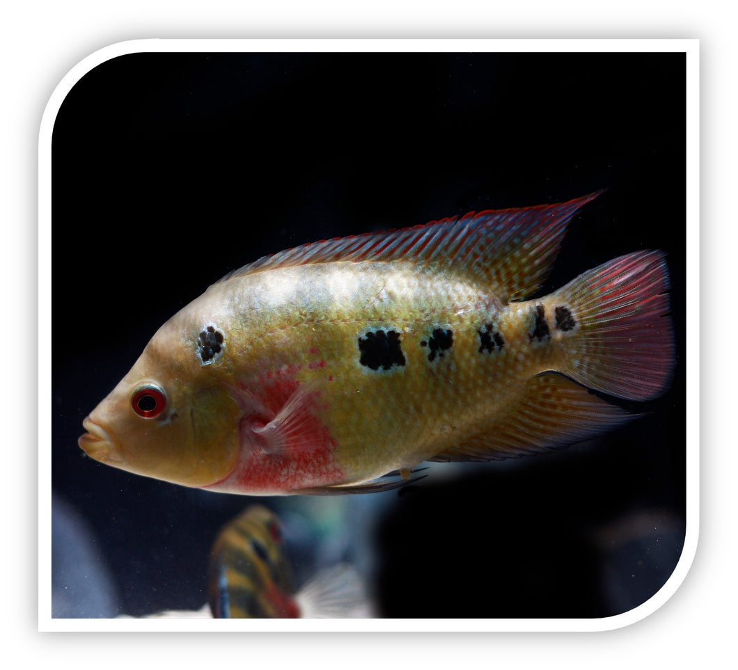 Trimaculatus - Three Spot Cichlid