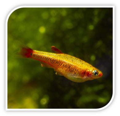 Tetras | White Cloud Golden Mountain Minnow