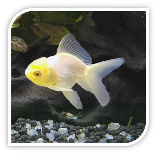 White Oranda Goldfish