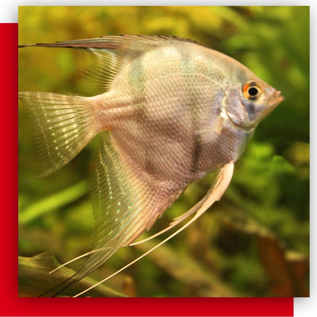 Wholesale Angelfish - Buy Freshwater Fish Online – Tri-County Tropicals